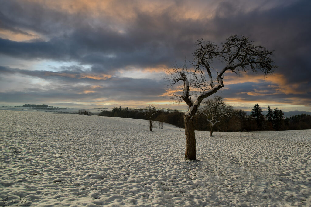 Winterbaum in der Eifel